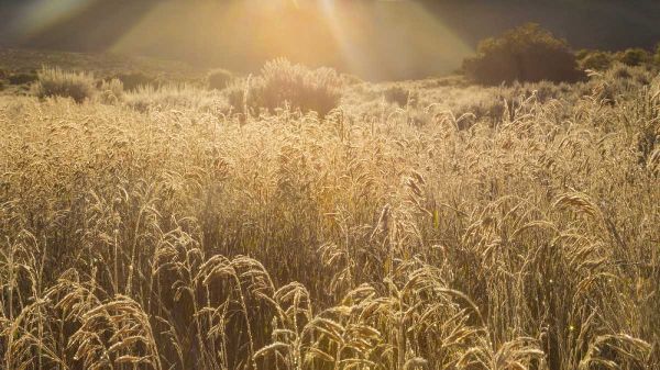 Colorado Sunlight on fall grasses